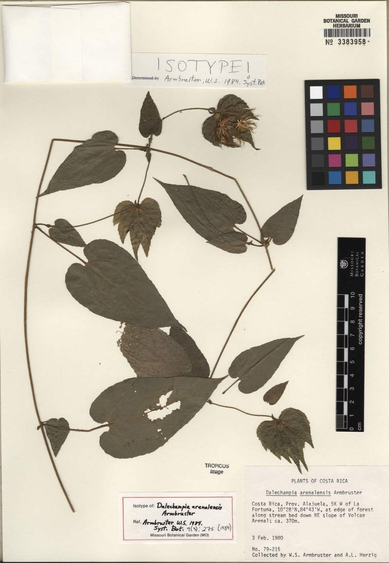 Dalechampia arenalensis photo 3
