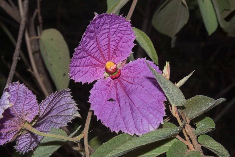 Dalechampia aristolochiifolia