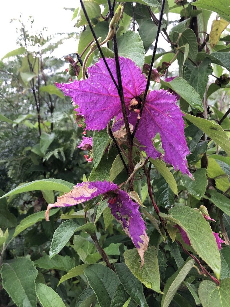 Dalechampia aristolochiifolia photo 2