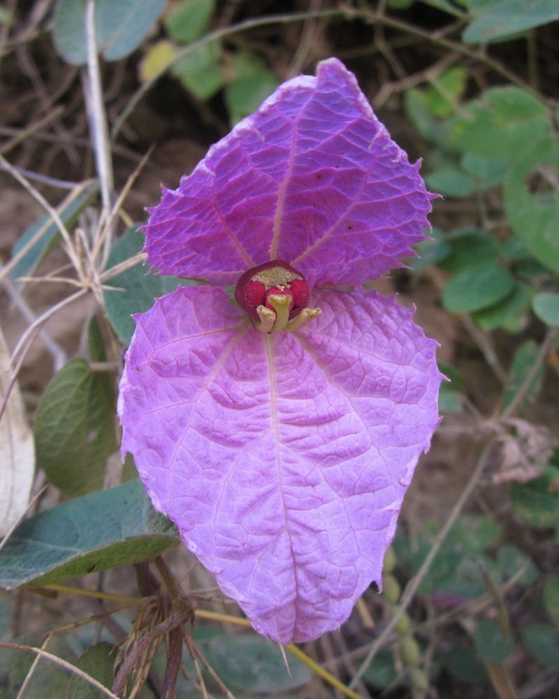 Dalechampia aristolochiifolia photo 3
