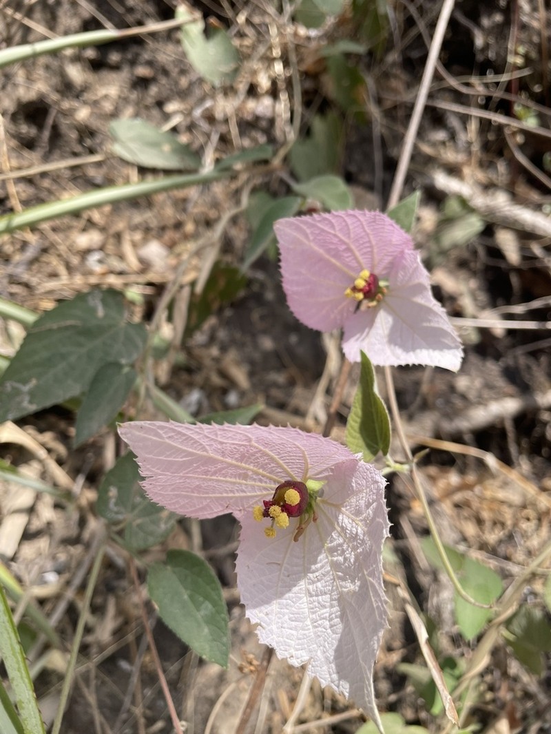 Dalechampia aristolochiifolia photo 4