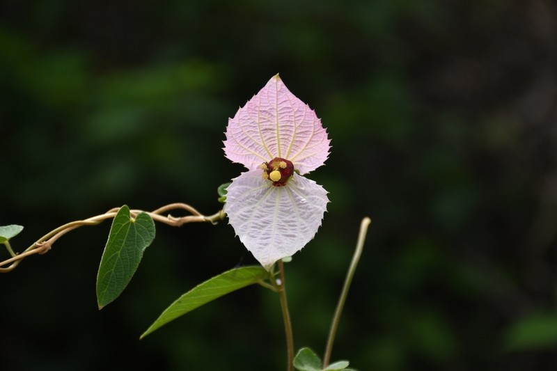 Dalechampia aristolochiifolia photo 5