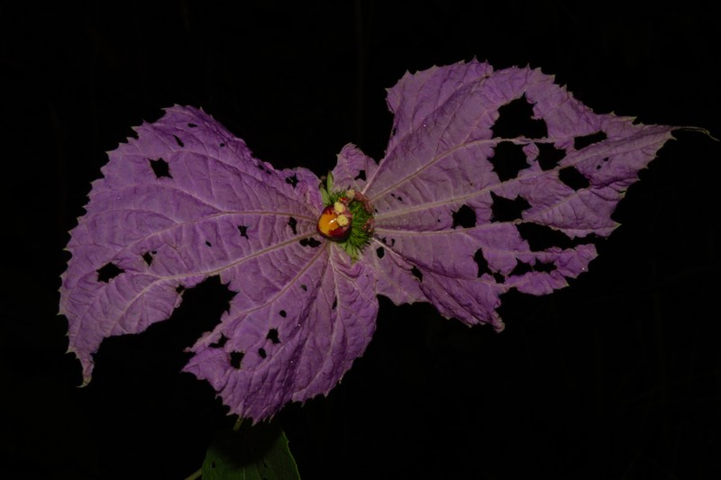 Dalechampia aristolochiifolia photo 6