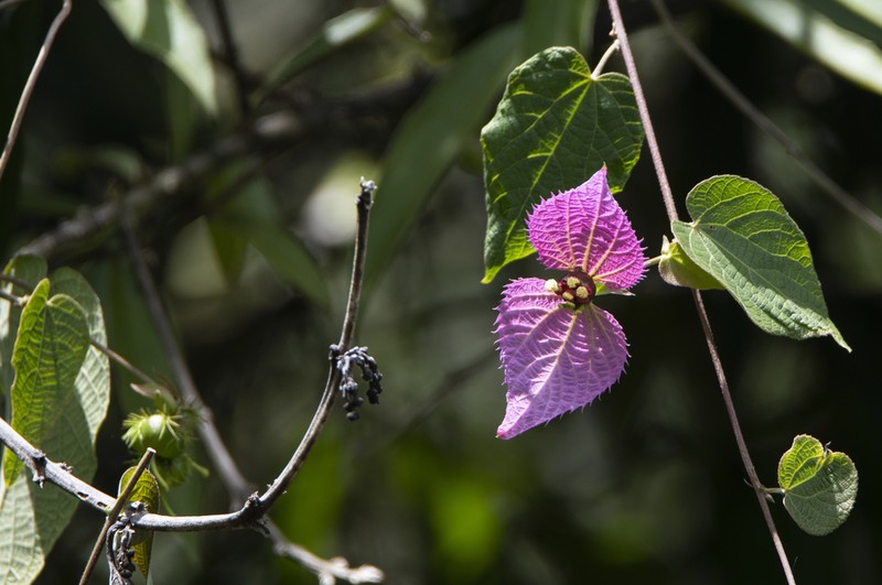Dalechampia aristolochiifolia photo 7
