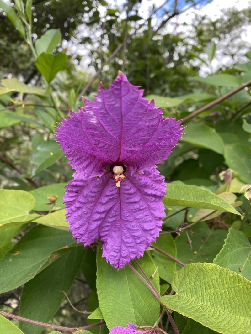 Dalechampia aristolochiifolia photo 8