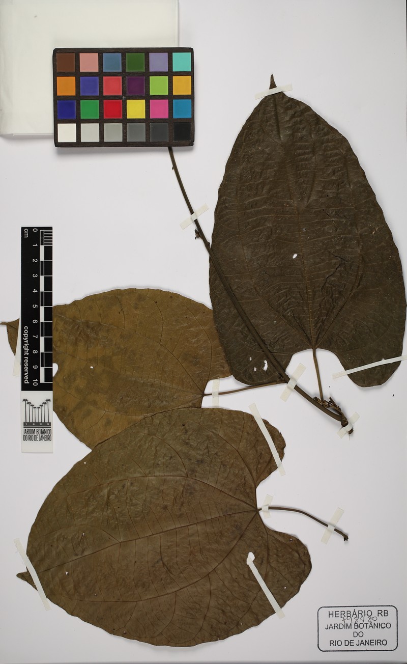 Dalechampia attenuistylus