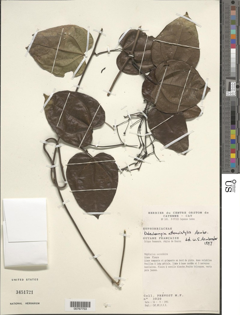 Dalechampia attenuistylus photo 2