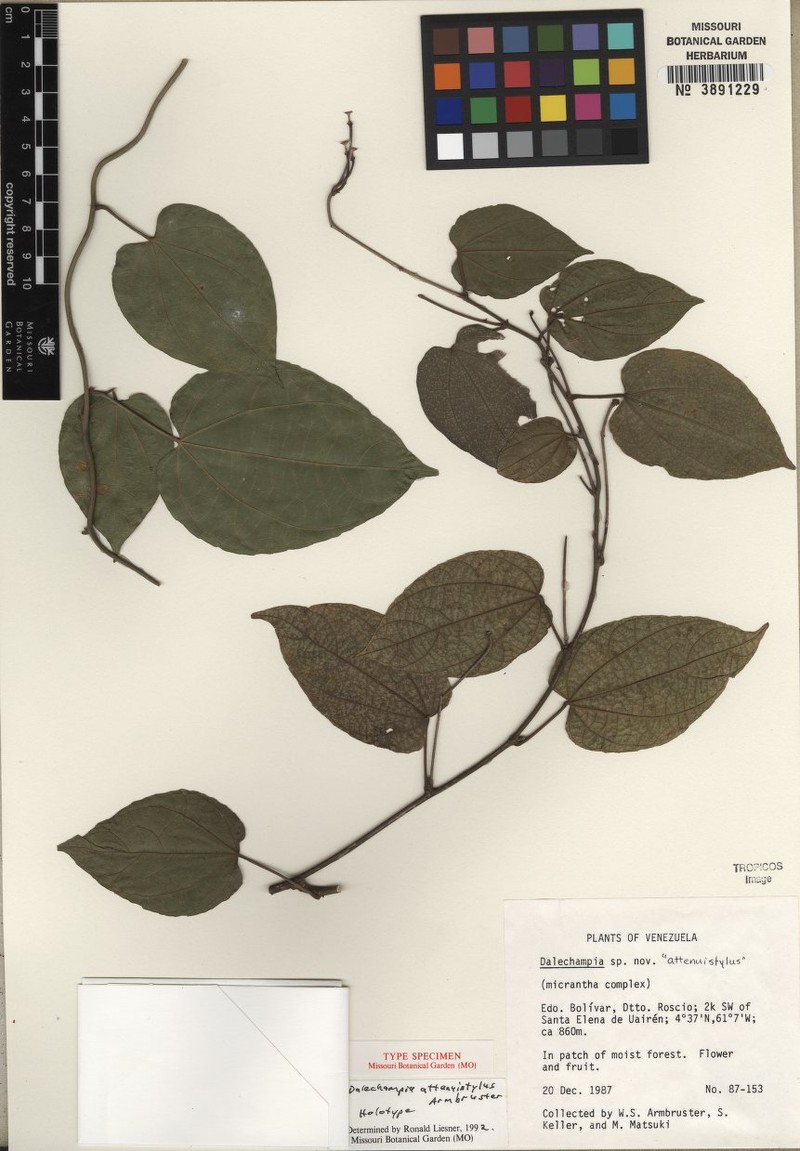Dalechampia attenuistylus photo 3
