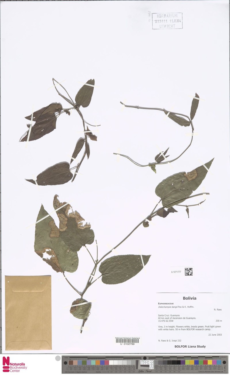 Dalechampia bangii