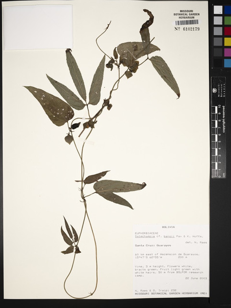 Dalechampia bangii photo 2