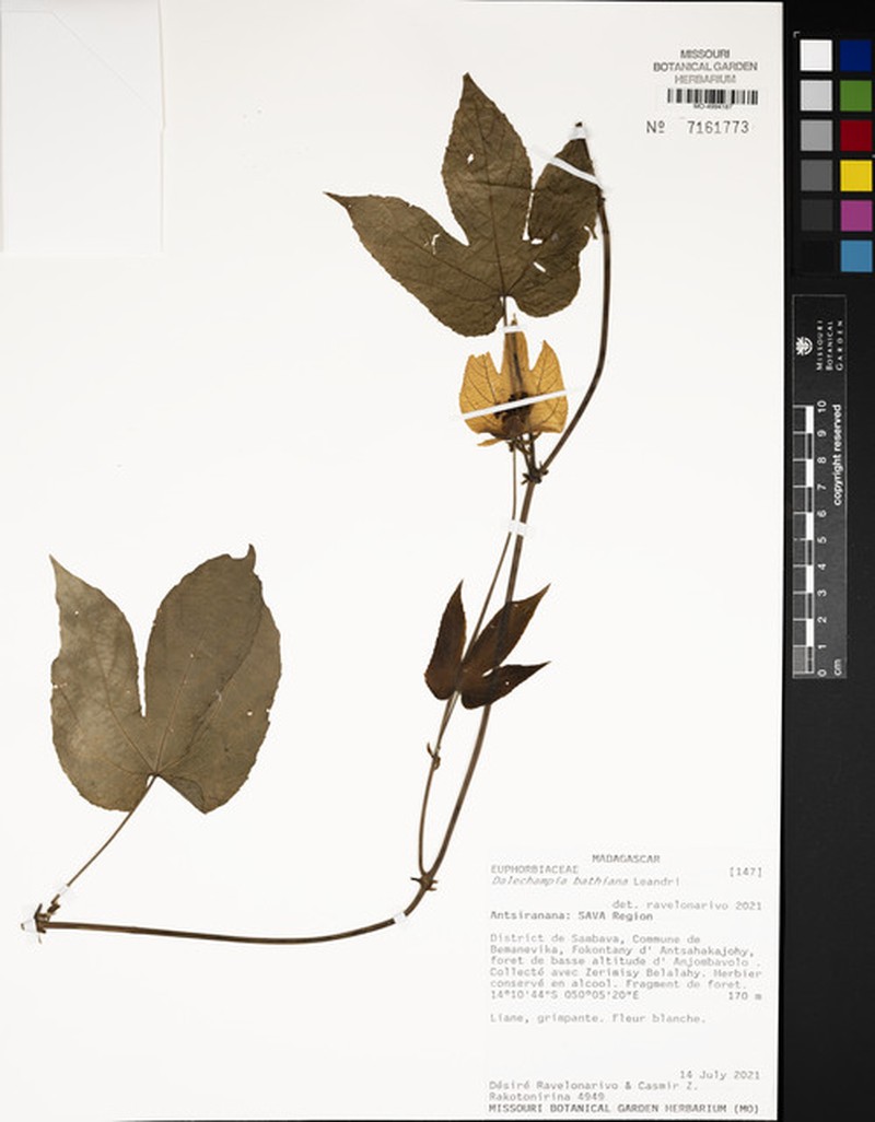 Dalechampia bathiana