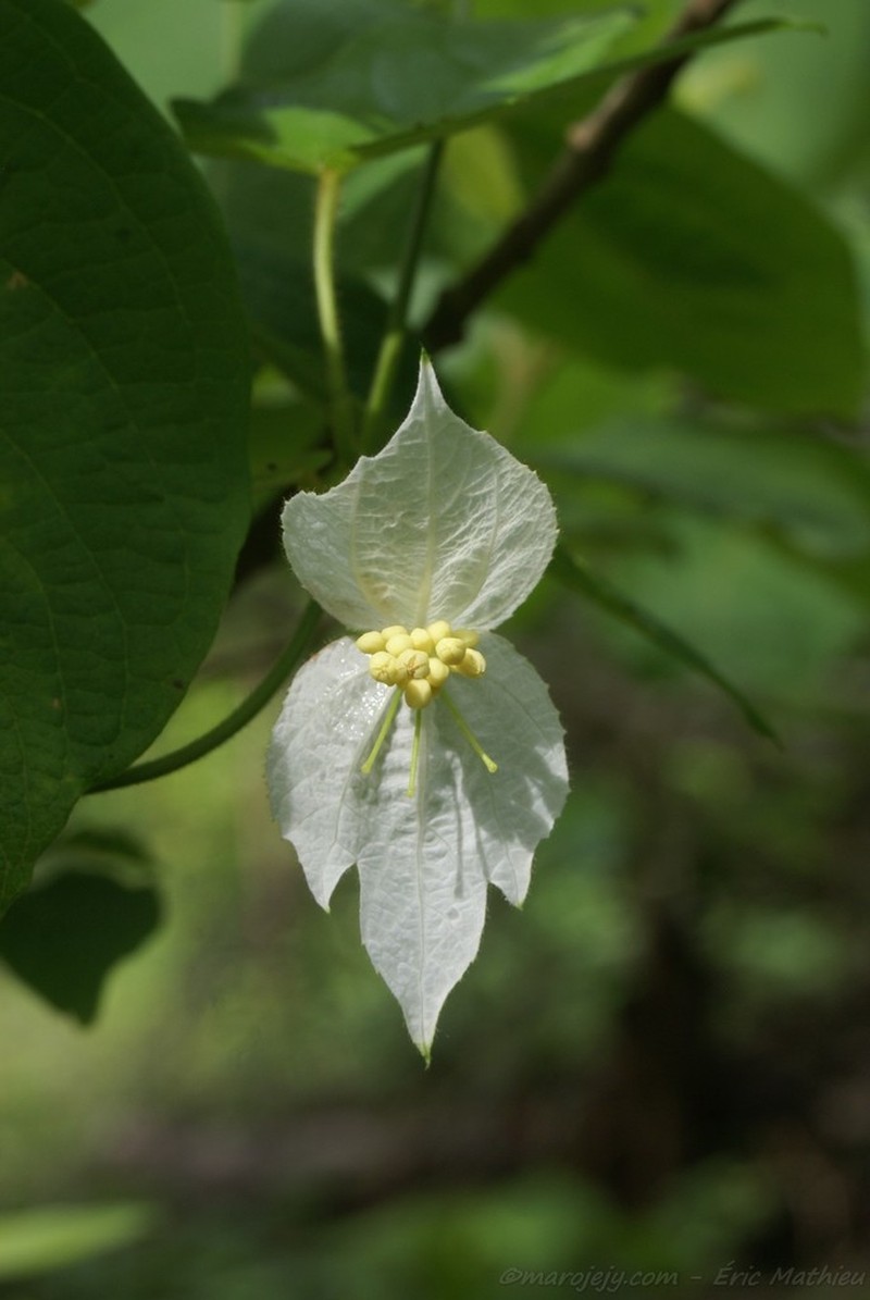 Dalechampia bernieri