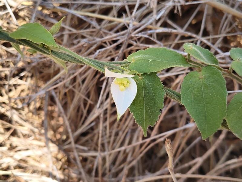 Dalechampia bernieri photo 2