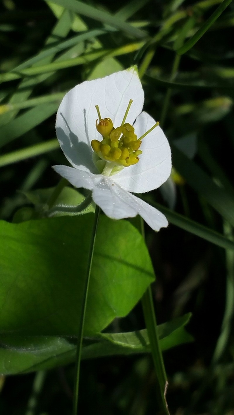 Dalechampia bernieri photo 3