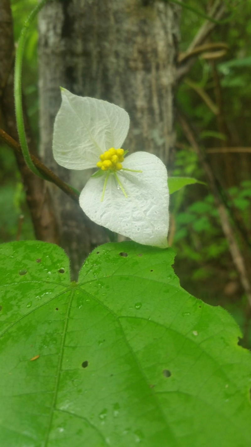Dalechampia bernieri photo 4