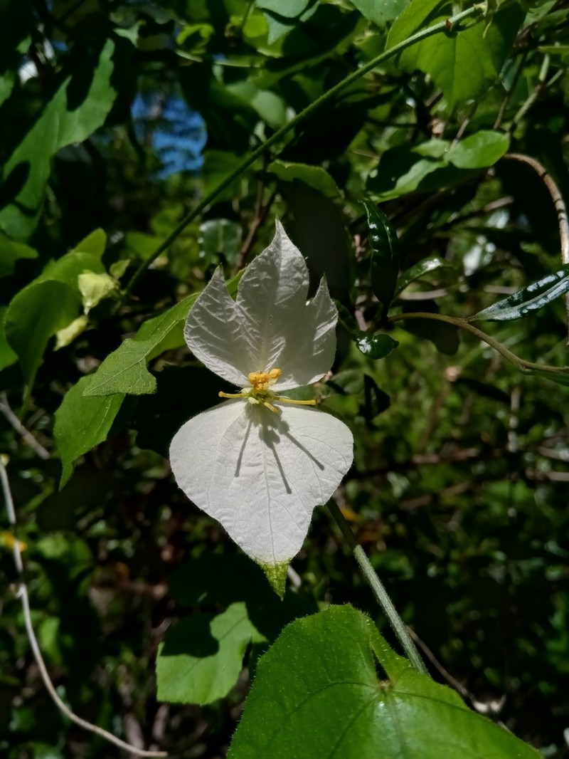 Dalechampia bernieri photo 5