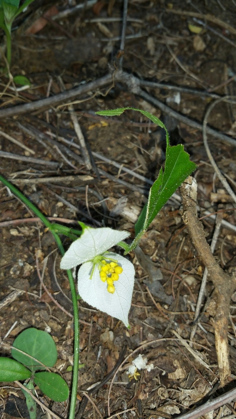 Dalechampia bernieri photo 6