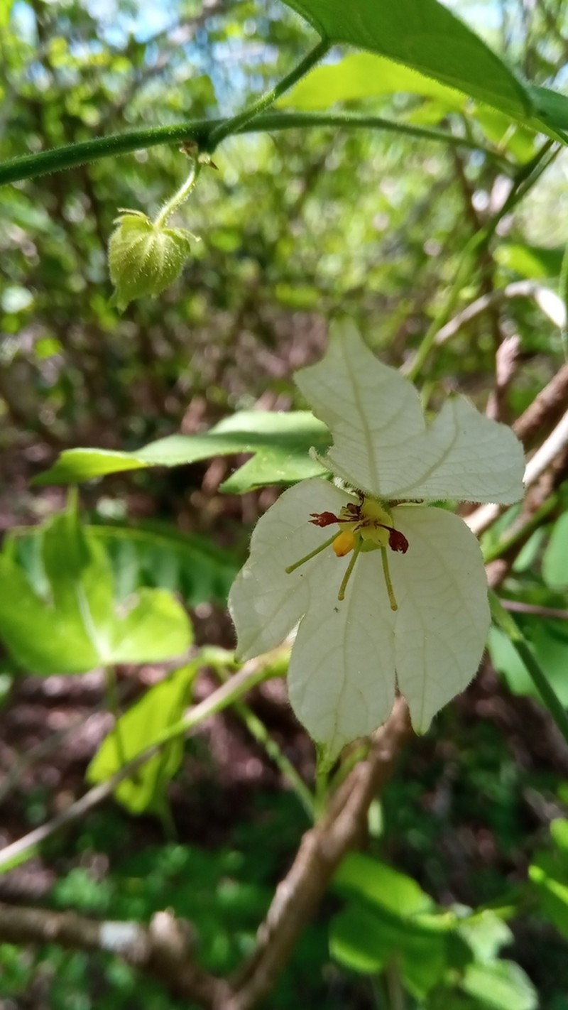 Dalechampia bernieri photo 7