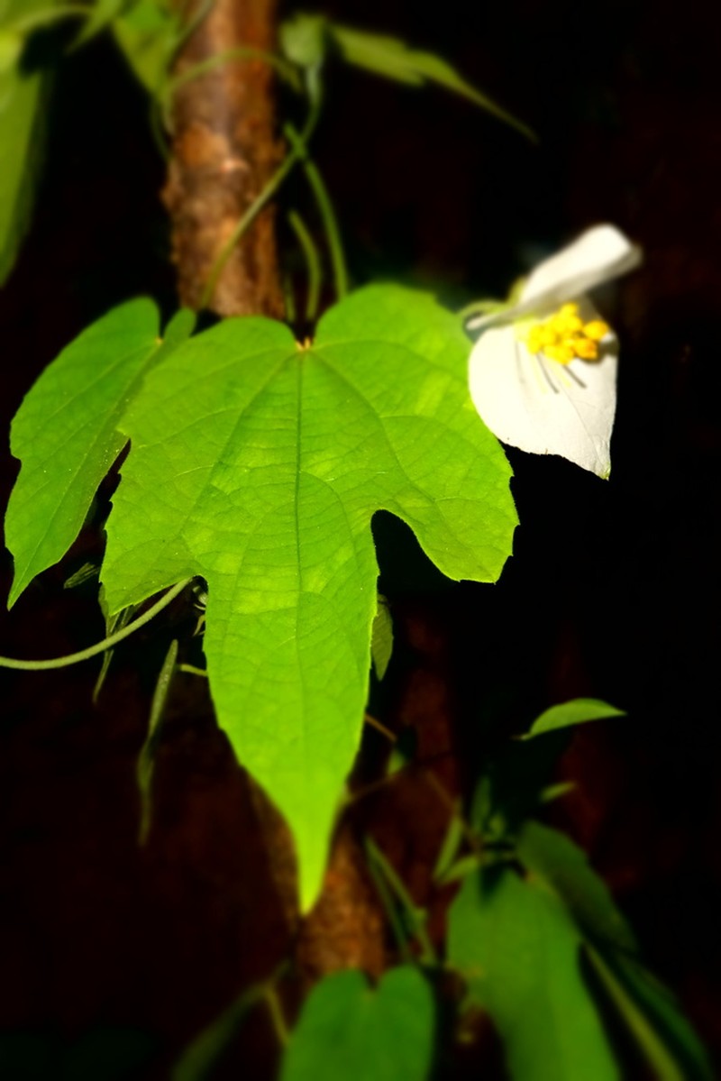 Dalechampia bernieri photo 8