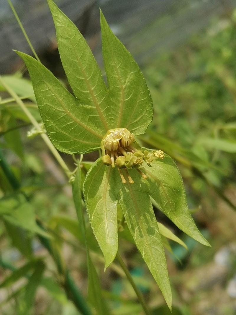 Dalechampia bidentata