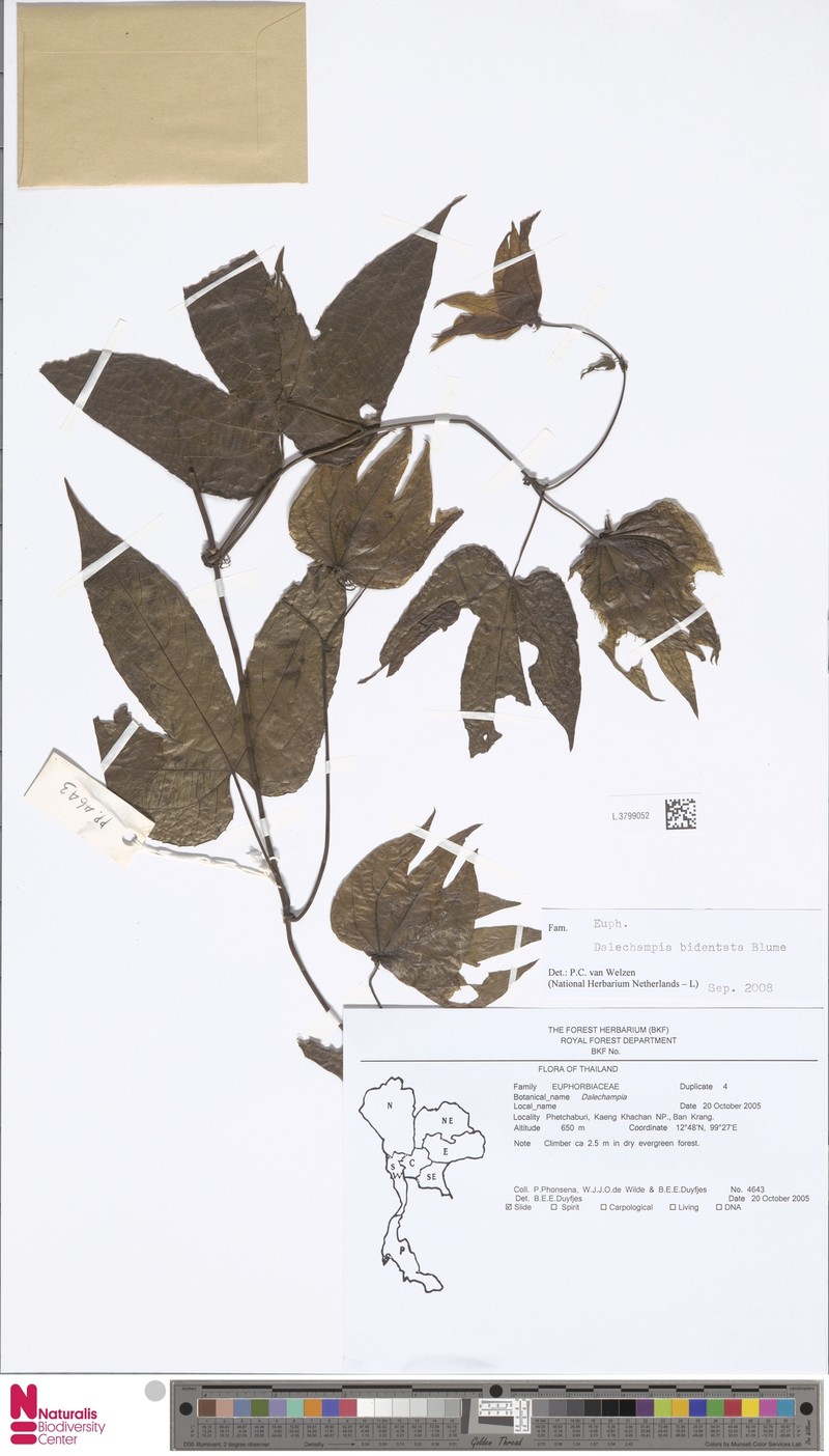 Dalechampia bidentata photo 2