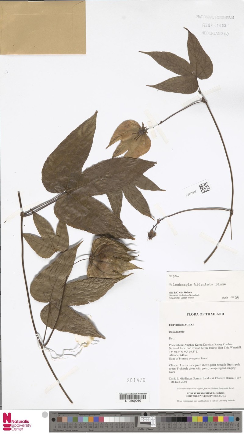 Dalechampia bidentata photo 3