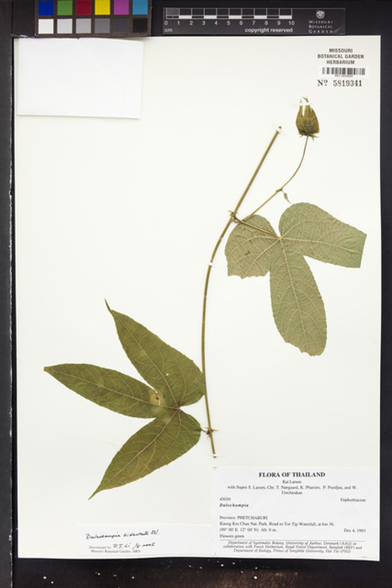 Dalechampia bidentata photo 4
