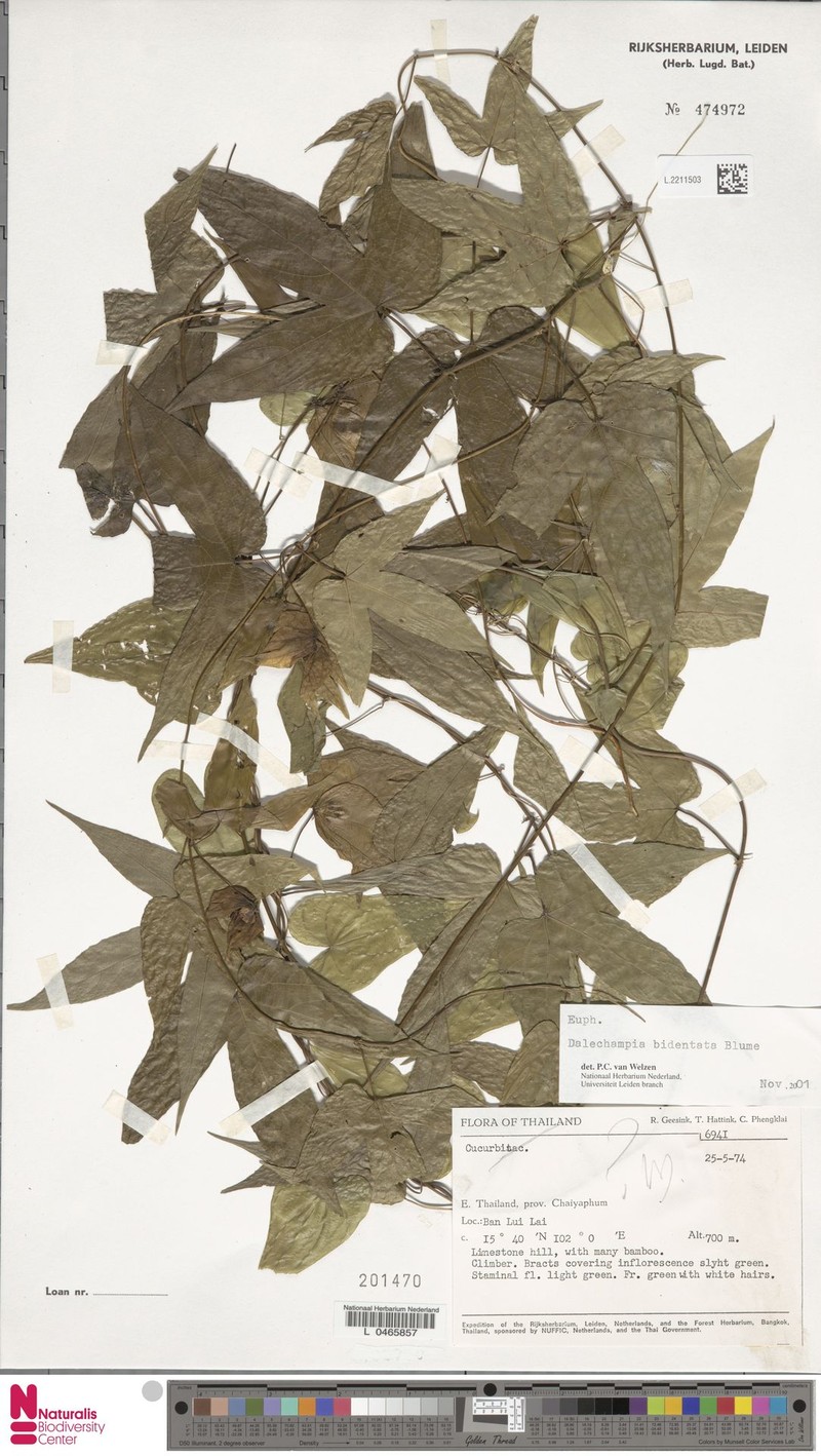 Dalechampia bidentata photo 5