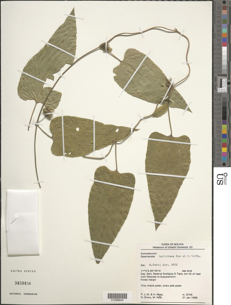 Dalechampia boliviana
