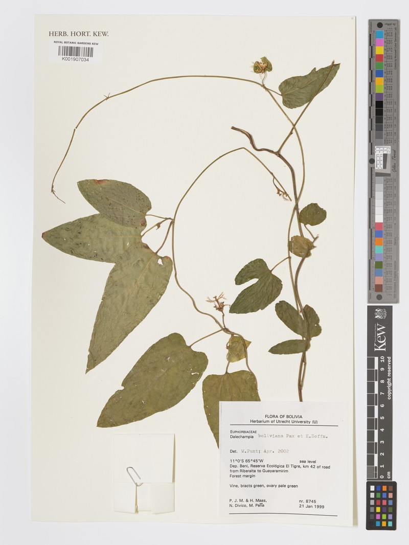 Dalechampia boliviana photo 3