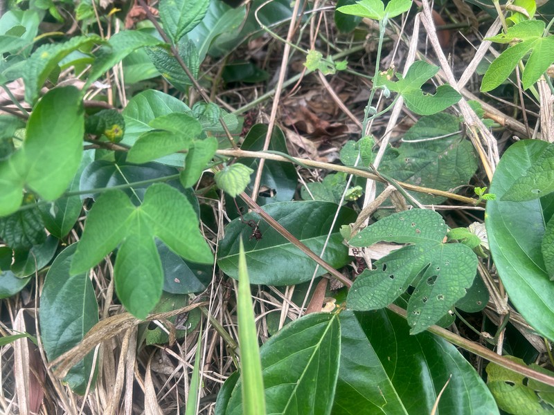 Dalechampia brasiliensis