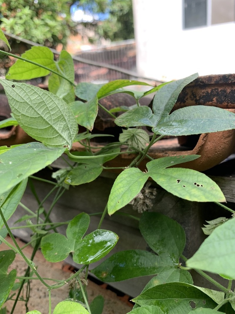 Dalechampia brasiliensis photo 3