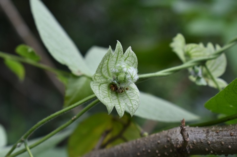Dalechampia brasiliensis photo 4