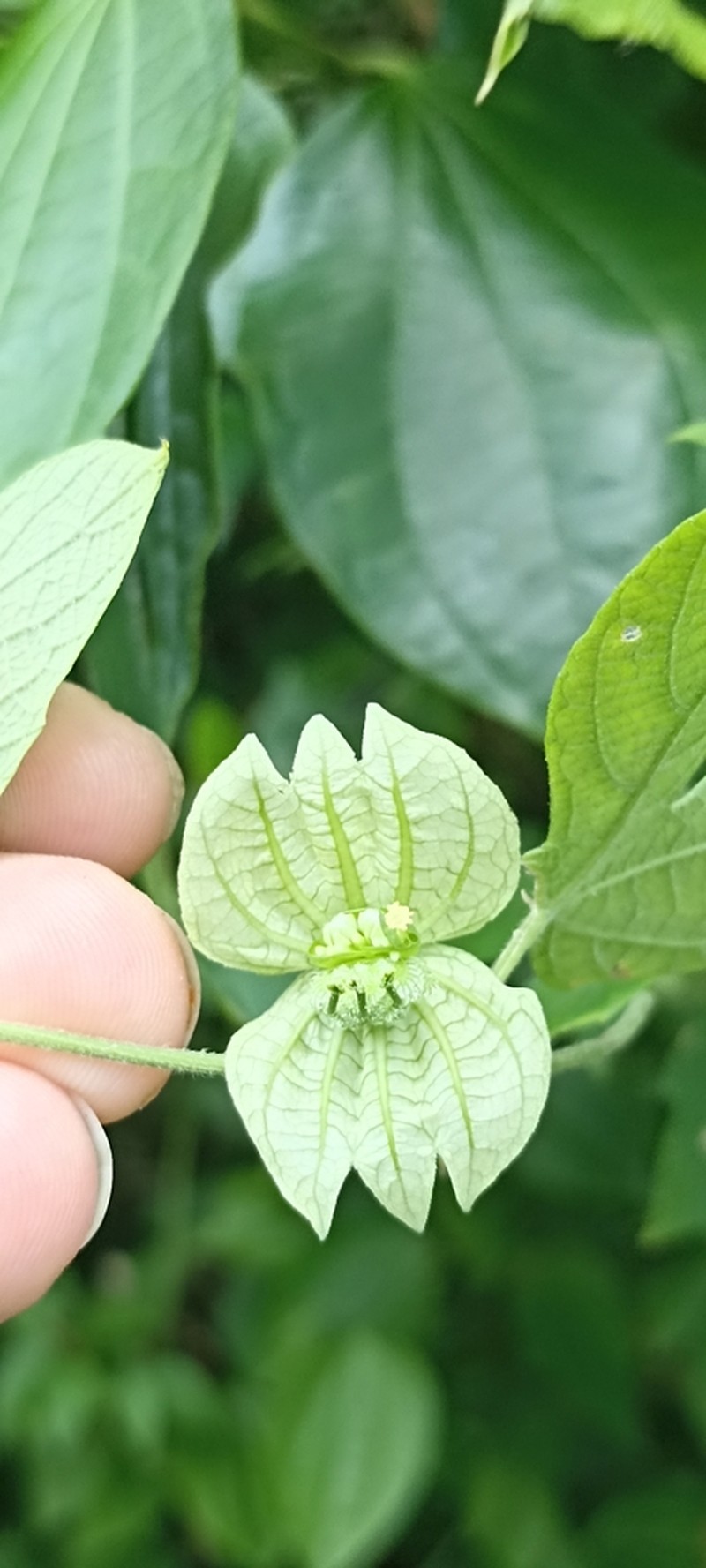 Dalechampia brasiliensis photo 5
