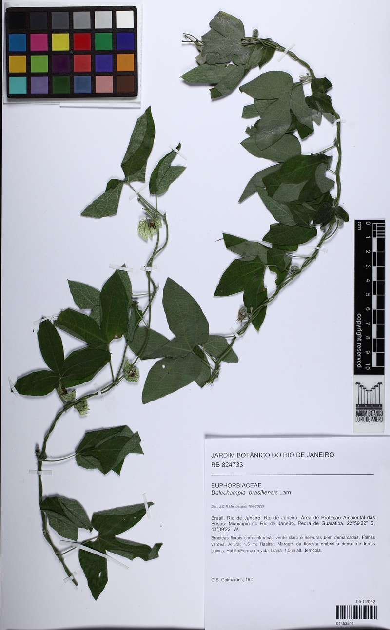 Dalechampia brasiliensis photo 8