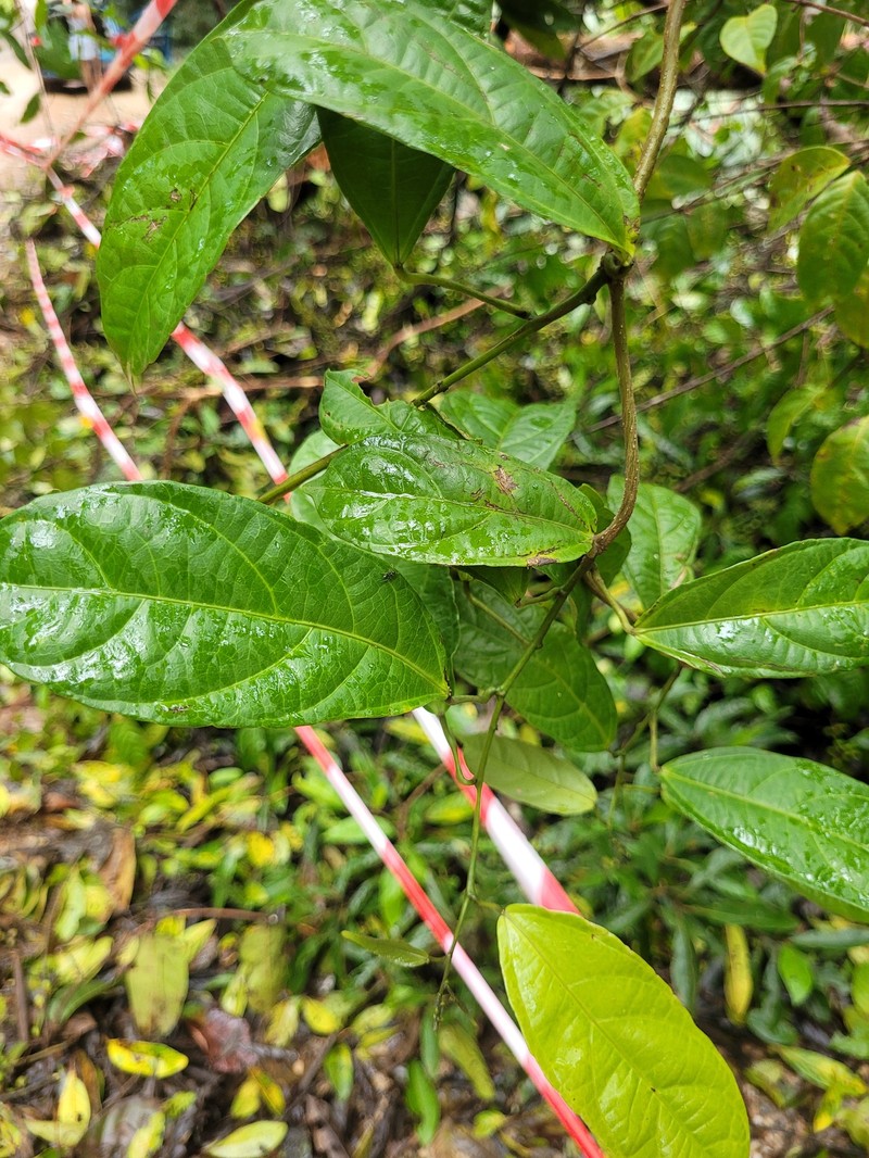 Dalechampia brevicolumna photo 2