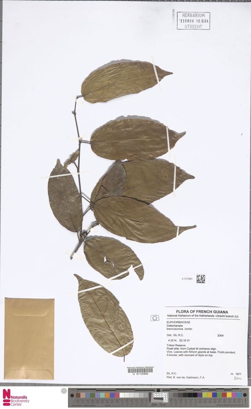 Dalechampia brevicolumna photo 3