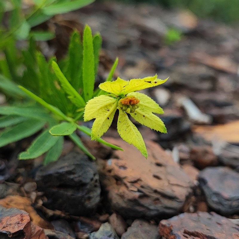 Dalechampia brevipes