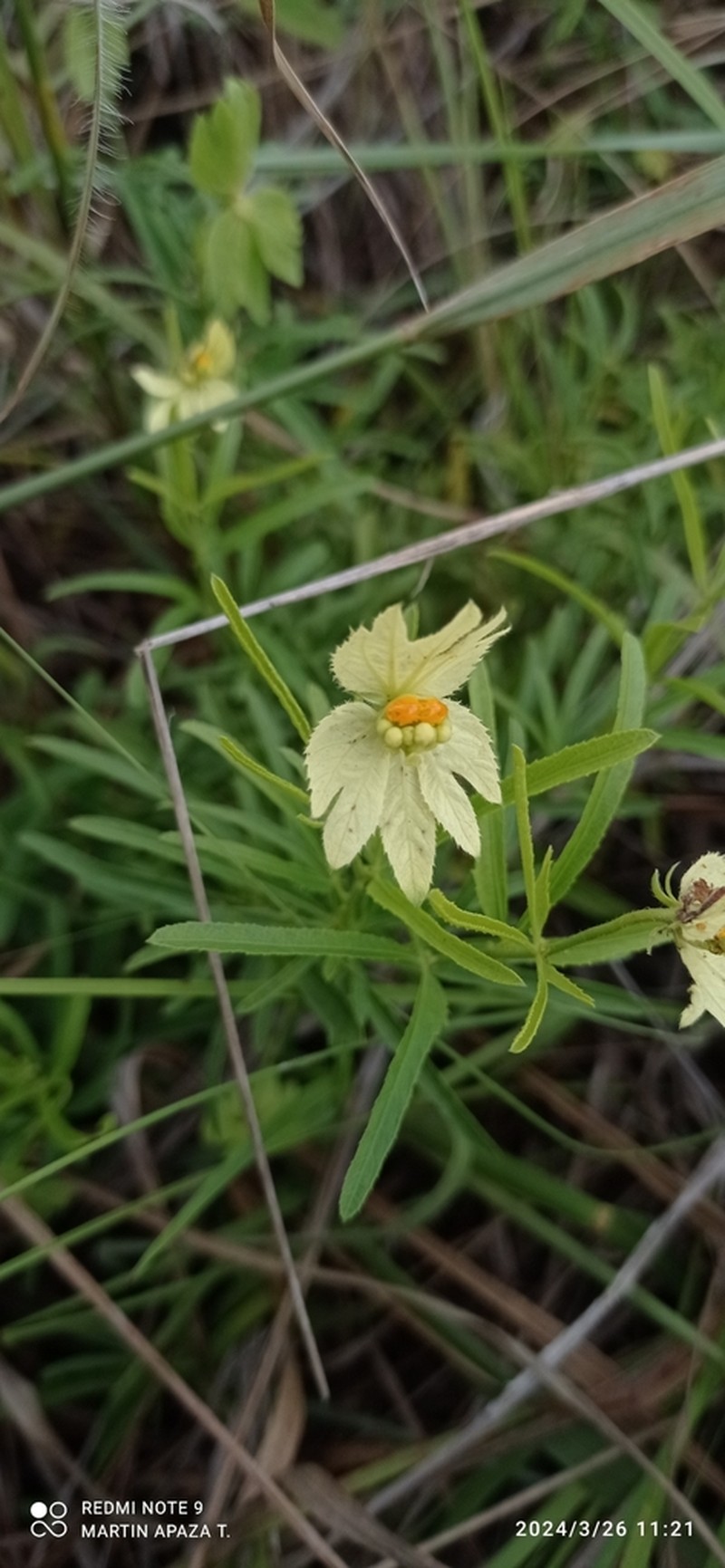 Dalechampia brevipes photo 2