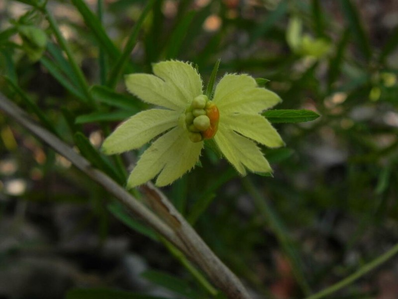 Dalechampia brevipes photo 3