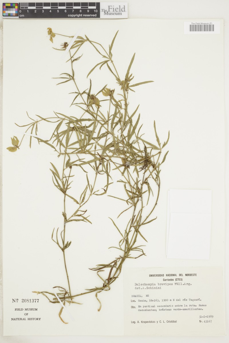 Dalechampia brevipes photo 4
