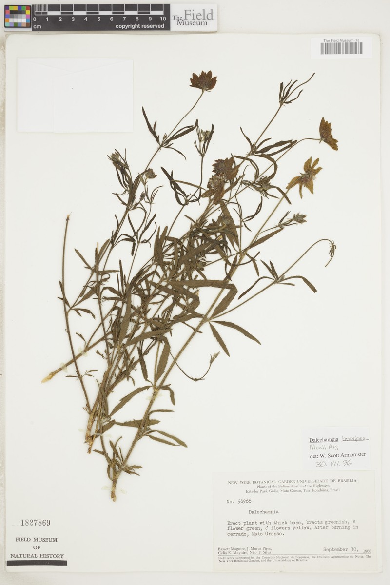 Dalechampia brevipes photo 6