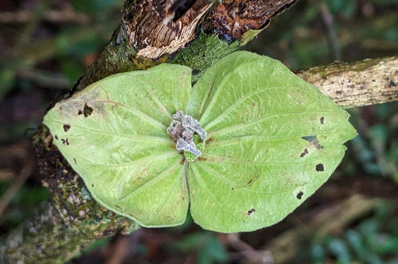 Dalechampia brownsbergensis photo 2