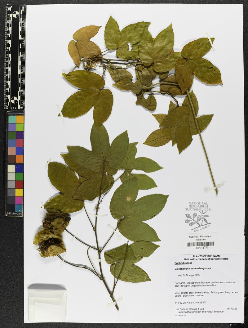Dalechampia brownsbergensis photo 4