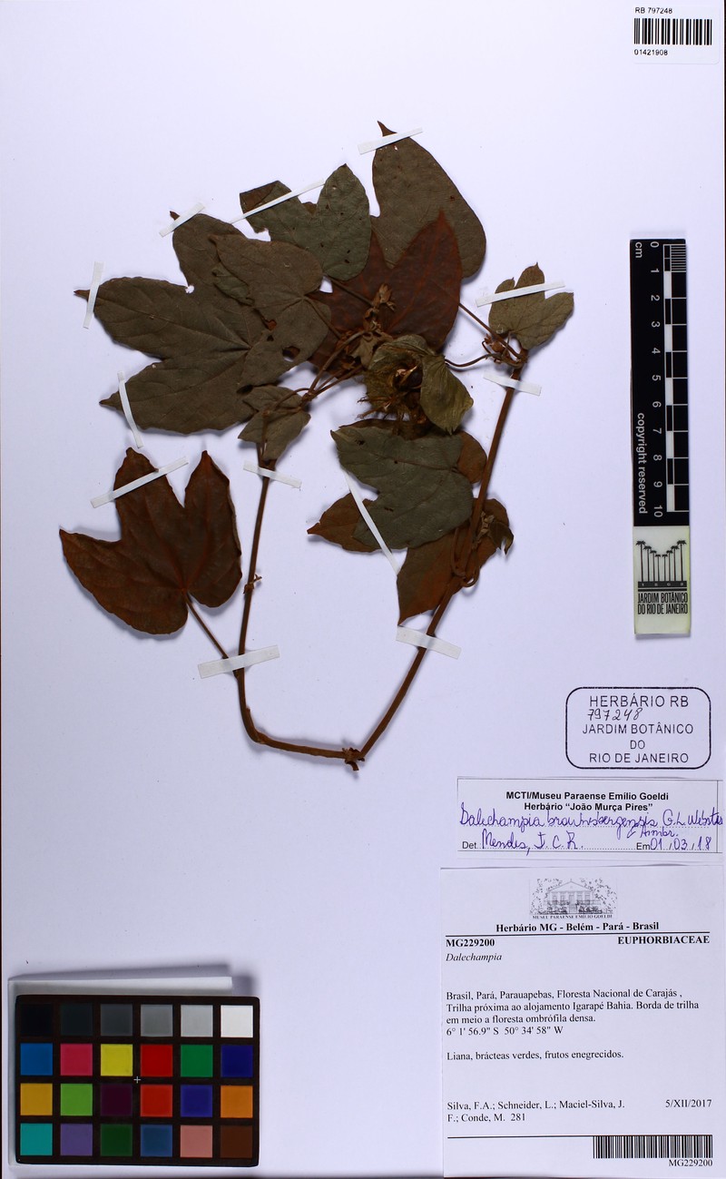 Dalechampia brownsbergensis photo 5