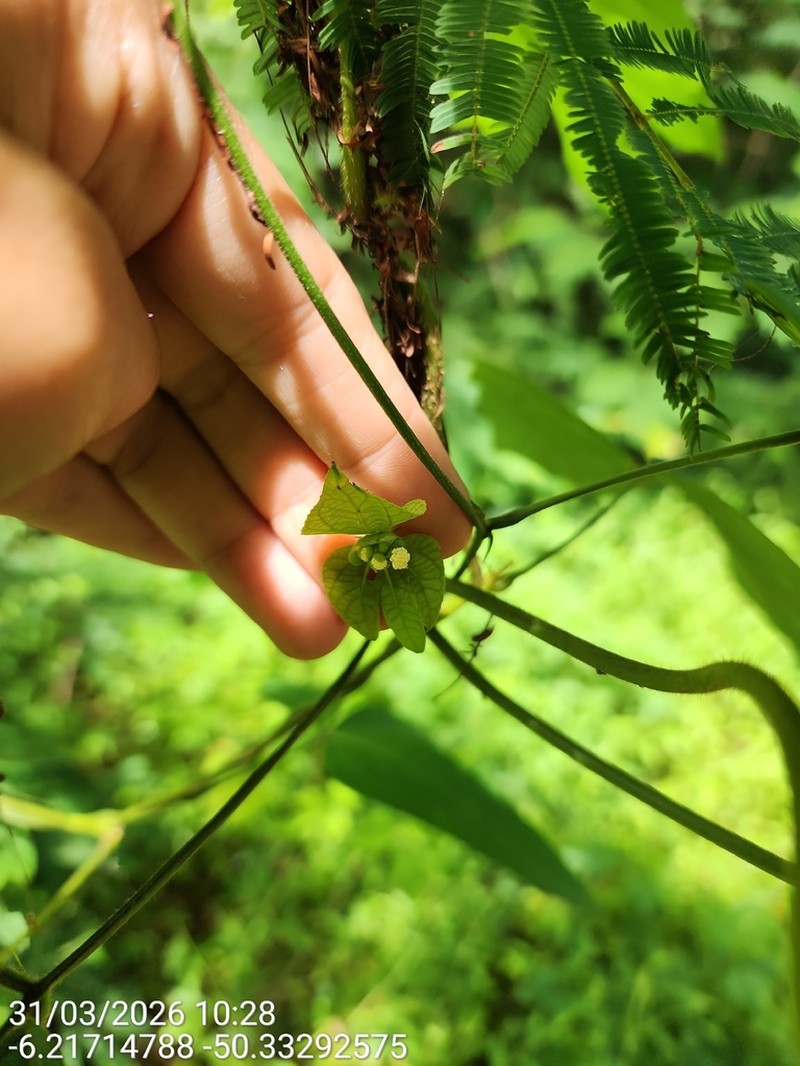 Dalechampia burchellii photo 2