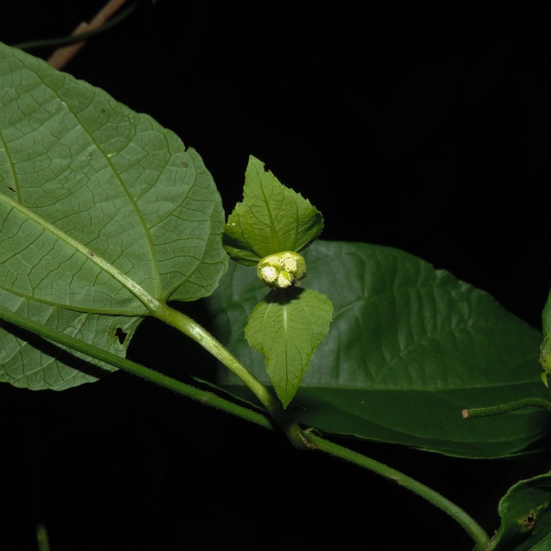 Dalechampia burchellii photo 3