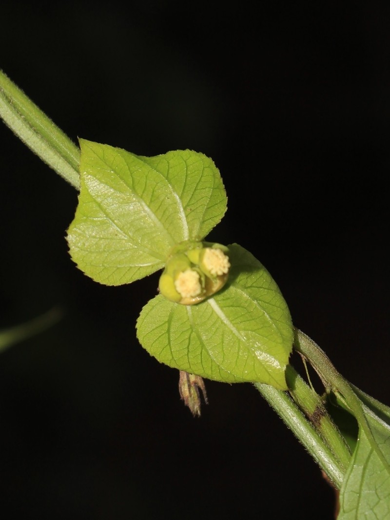Dalechampia burchellii photo 4