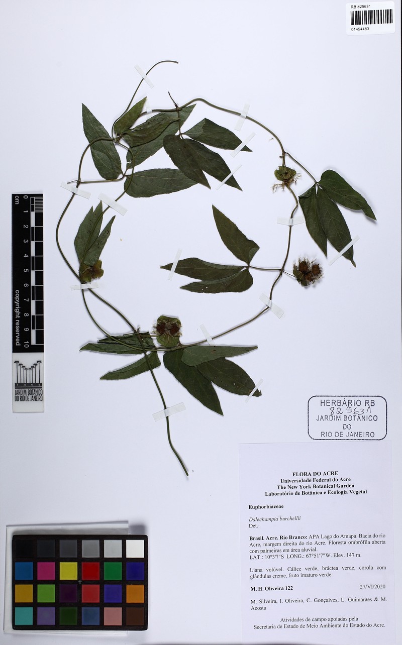 Dalechampia burchellii photo 5