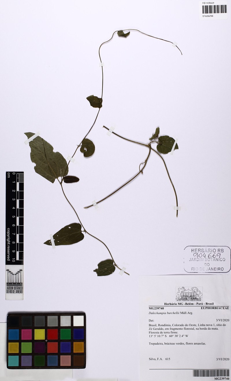 Dalechampia burchellii photo 6